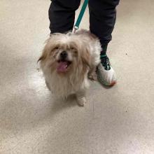 Small white dog with brown around face, ears, and back legs. Dog is wearing a blue leash and red collar