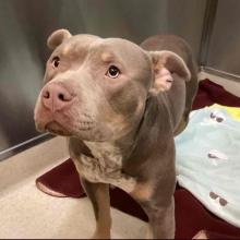 A brown and tan pitbull, with a tan/pink nose, and a cream chest 