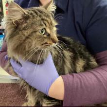 Longhair black and brown tabby