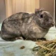 a brindle bunny missing the Pinna of their ears