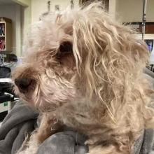 White and Tan terrier with long hair