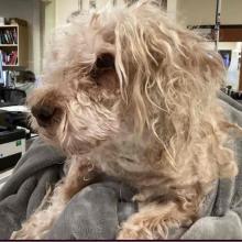 A scruffy white poodle mix 